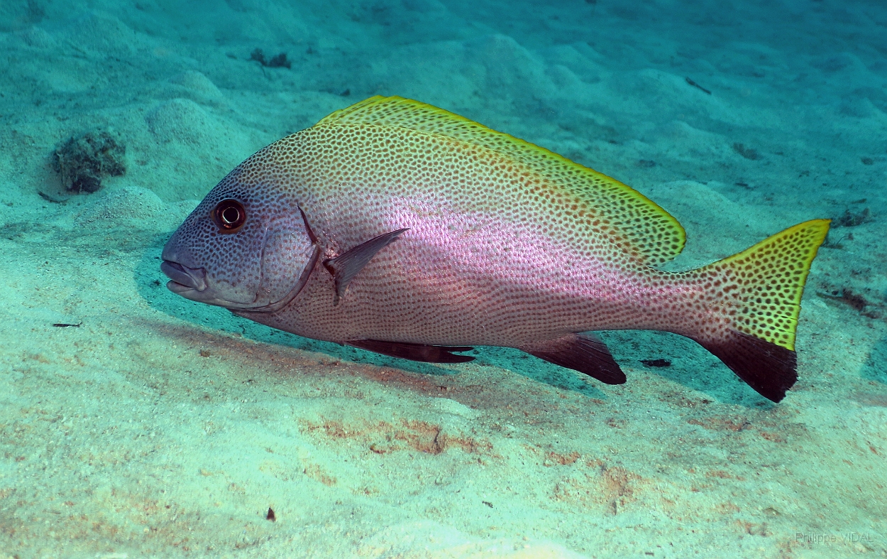 Sipadan_2015_Gaterin Ponctue_ Diagramma pictum punctatum_IMG_3079_rc.jpg